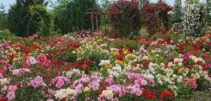 Roseraie d'Eutopia Gardens près d'Arad, Roumanie