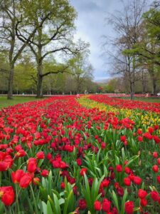 Le jardin des tulipes, château de Cheverny