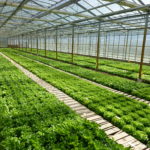 32537-GEVES-P1000274