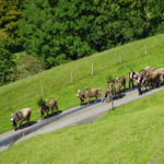 36637230314_88bd27a986_k