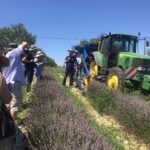 GNIS_presse_20190716_explications_recolte_lavande