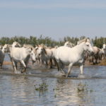 Chevaux_Camargue©G.Vlassis_011-©_G-Vlassis