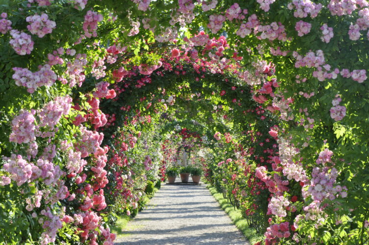 Jardin de roses nouvelles Beutig de Baden-Baden en Allemagne.