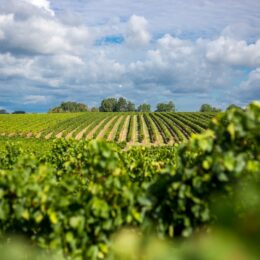Vignoble de Bordeaux