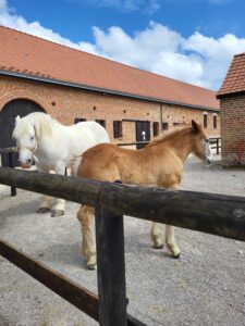Maison du Cheval Boulonnais